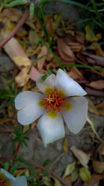 Natur Vit Blomma Närbild — Stockfoto