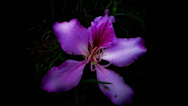 Roxo Flor Paisagem Fechar Foto — Fotografia de Stock