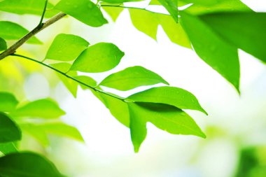 Taze yeşil yaprak, çiğ suyu damlaları, arka plan ışığı ve bahçedeki güneş ışığı.