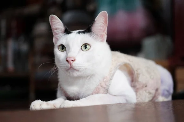 Симпатичная Тайская Белая Кошка Наслаждается Сидит Деревянном Полу Доме Естественным — стоковое фото