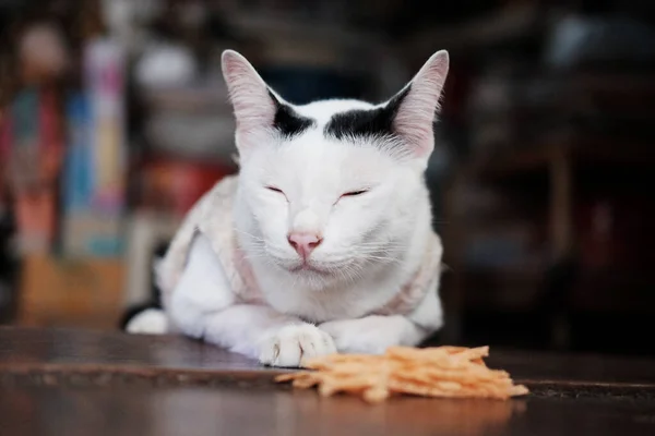 Gato Branco Tailandês Bonito Desfrutar Comida Sentado Chão Madeira Casa — Fotografia de Stock