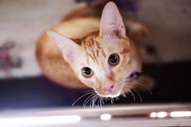 Siyam kedileri masanın altından yukarı bakıyor.