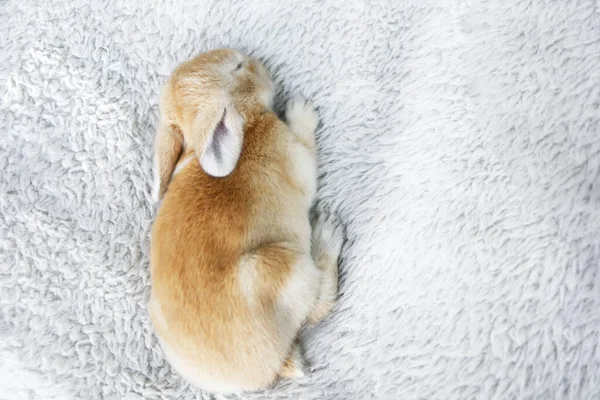 Bonito Coelho Marrom Bebê Coelho Dormindo Cama Branca — Fotografia de Stock