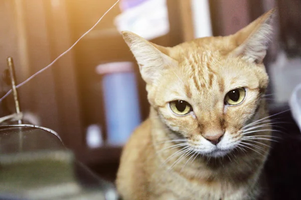 Orange Cat Sitting Floor — Stock Photo, Image