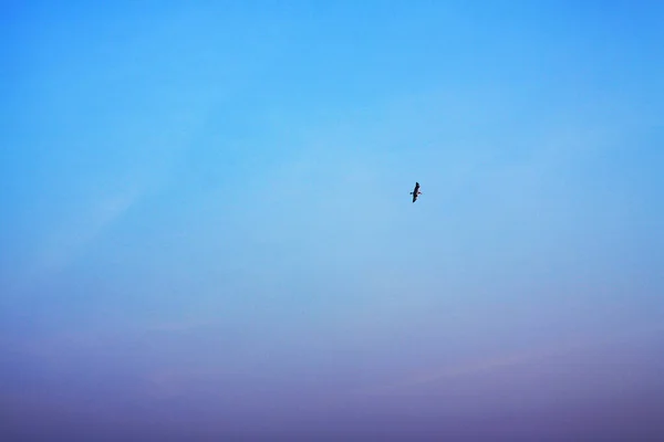 Fiskmås Fågel Flyger Den Blå Himlen Med Frihet Liv — Stockfoto