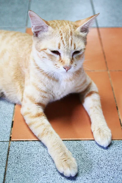 Kucing Oranye Duduk Lantai — Stok Foto