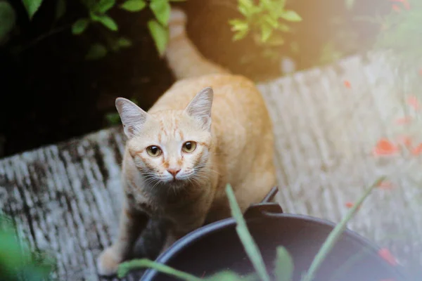 Orangefarbene Katze Sitzt Auf Dem Boden Mit Sonnenlicht Garten — Stockfoto
