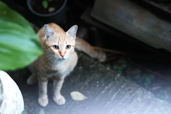 Orangefarbene Katze Sitzt Auf Dem Boden Mit Sonnenlicht Garten — Stockfoto