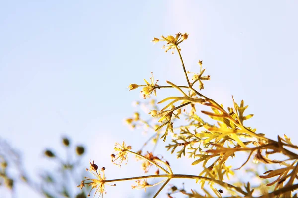 Flori Galbene Ramură Înflorește Împotriva Cerului Albastru Timpul Primăverii — Fotografie, imagine de stoc