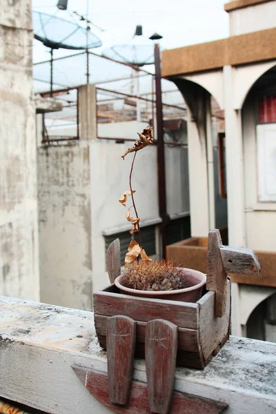 Trockener Baum Tontopf Und Holztopf Zur Dekoration Auf Der Terrasse — Stockfoto