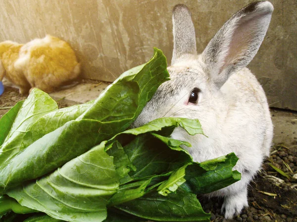 Carino Coniglio Bianco Coniglio Mangiare Verdura Nella Fattoria Giardino — Foto Stock