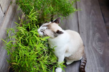 Gri kedi rahatla ve bahçede ot ye.