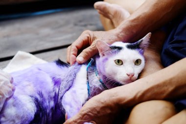 Cilt ilt iltihabı ve hastalıklı Tinea ya da kedi derisinde yüzük solucanı olan kediler için mor hapı tedavi edin..
