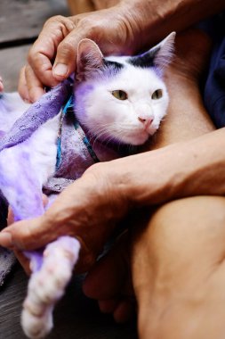 Cilt ilt iltihabı ve hastalıklı Tinea ya da kedi derisinde yüzük solucanı olan kediler için mor hapı tedavi edin.. 