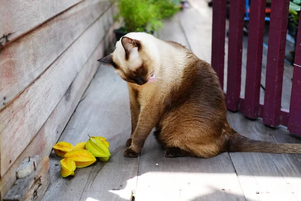 Siamese Cat Yellow Star Apples Terrace — Stock Photo, Image