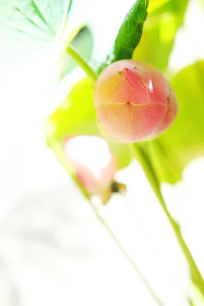 Voda Lily Květ Fontáně Rybník Krásný Zeleném Přírodním Pozadí — Stock fotografie