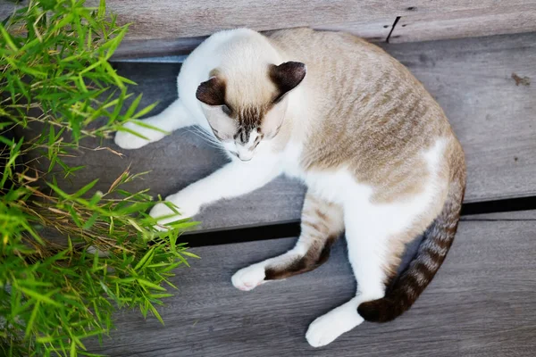 Gri Kedi Ahşap Zeminde Rahatla Bahçede Güneş Işığı Var — Stok fotoğraf