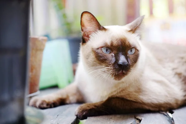 Siamese Katt Koppla Trägolv Med Solljus Naturlig Trädgård — Stockfoto