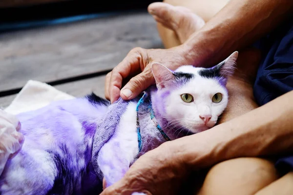 Cilt ilt iltihabı ve hastalıklı Tinea ya da kedi derisinde yüzük solucanı olan kediler için mor hapı tedavi edin..