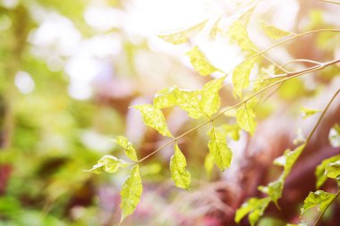Taze yeşil yaprak, çiğ suyu damlaları, arka plan ışığı ve güneş ışığı...