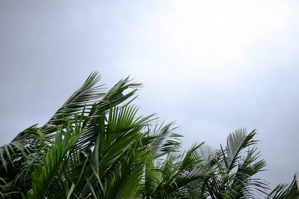 Mangrove Skog Blåser Vinden Storm Mot Vit Molnigt Och Himmel — Stockfoto