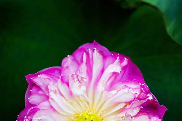 Flor Lirio Agua Estanque Fuente Hermosa Fondo Naturaleza Verde — Foto de Stock