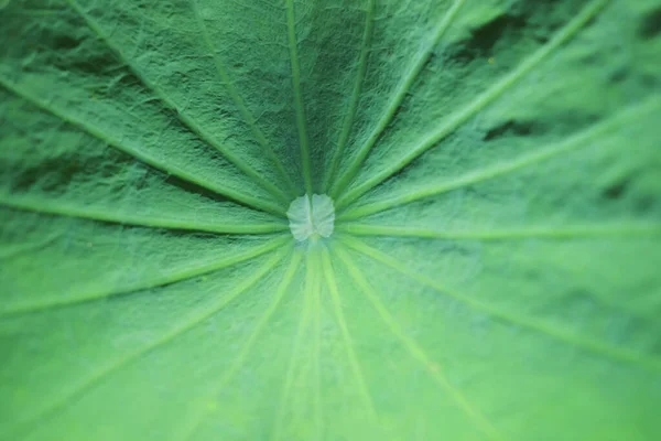 Lotus Leaves Texture Background — Stock Photo, Image