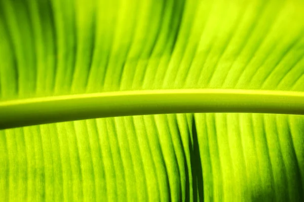 Luz Fundo Verde Folha Banana Com Luz Solar Jardim — Fotografia de Stock