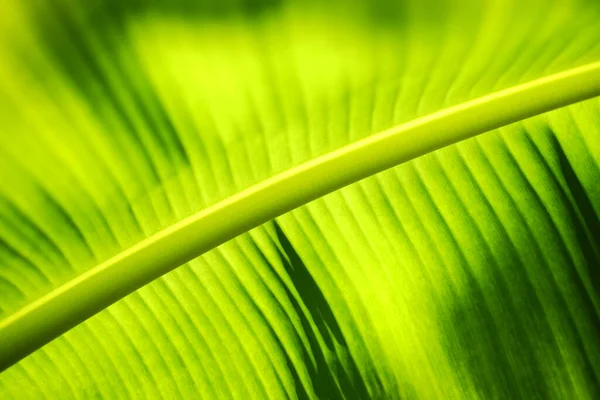 Luz Fundo Verde Folha Banana Com Luz Solar Jardim — Fotografia de Stock