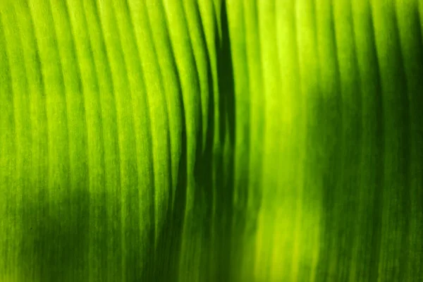 Luz Fundo Verde Folha Banana Com Luz Solar Jardim — Fotografia de Stock
