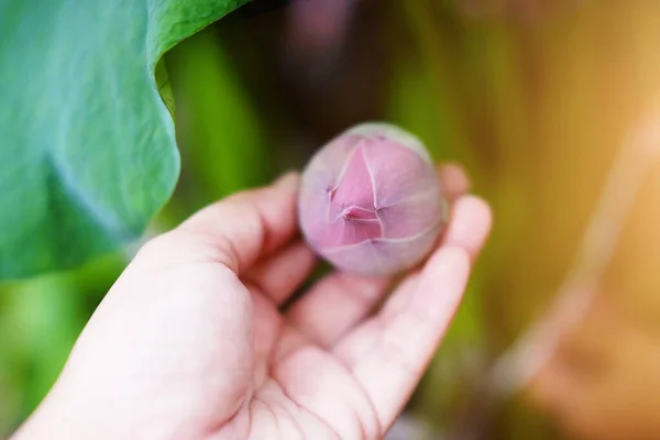 Mulher Mão Segurando Água Lírio Flor Fonte Lagoa Bonita Fundo — Fotografia de Stock