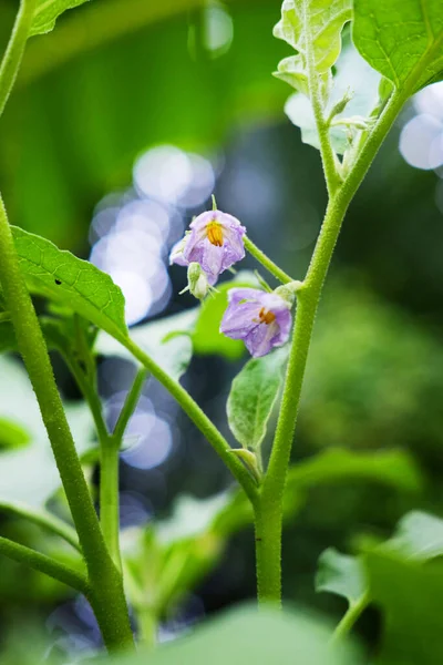 自家栽培の野菜 庭に太陽の光と緑の小花や丸いナスの紫色の花 — ストック写真