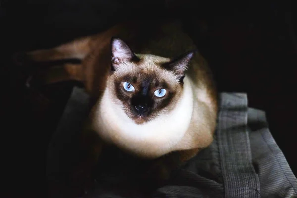 Gato Siamés Con Ojos Azules Sentado Suelo — Foto de Stock