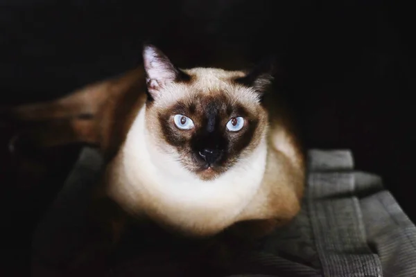 Siamesische Katze Mit Blauen Augen Sitzt Auf Dem Boden — Stockfoto