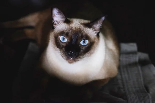 Сиамская Кошка Голубыми Глазами Сидит Полу — стоковое фото