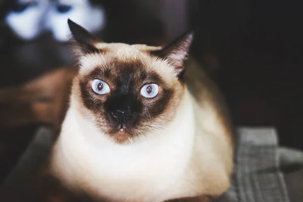 Gato Siamês Com Olhos Azuis Sentado Chão — Fotografia de Stock