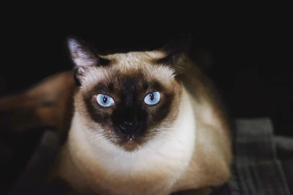 Σιαμαία Γάτα Μπλε Μάτια Κάθεται Στο Πάτωμα — Φωτογραφία Αρχείου