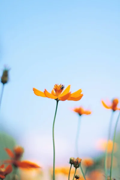 Hermosas Flores Amarillas Del Cosmos Flor Amarilla Del Diasy Mexicano — Foto de Stock