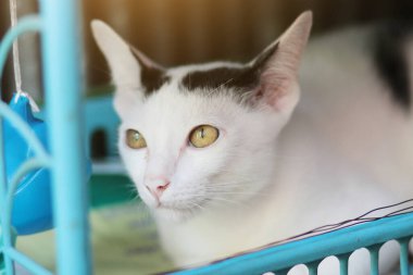 Yavru beyaz kedi oturuyor ve güneş ışığıyla mavi sepetin tadını çıkarıyor.