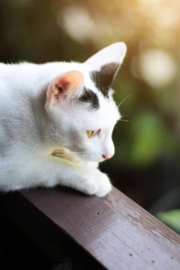 Yavru beyaz kedi oturuyor ve güneş ışığı ve doğayla pencerenin keyfini çıkarıyor.