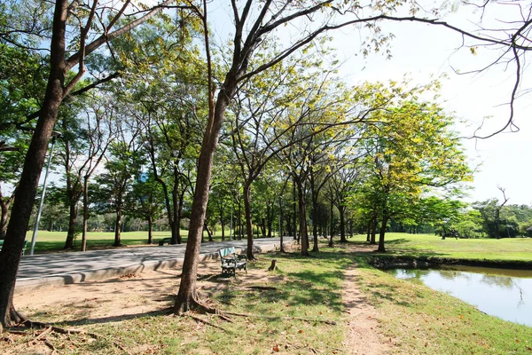 Árboles Verdes Estanque Jardín Parque Plublic Tailandia — Foto de Stock