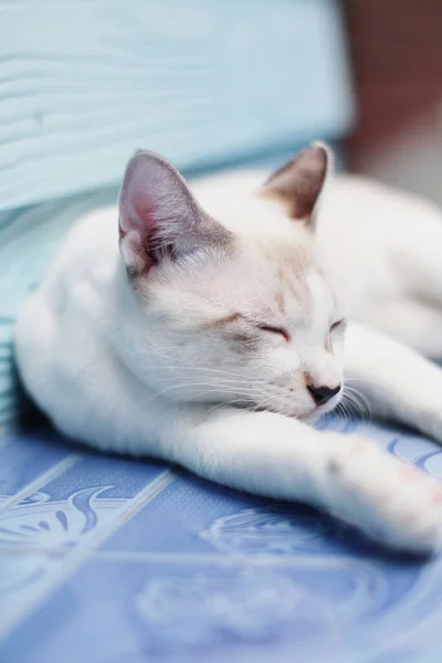 Gattino Gatto Bianco Che Dorme Sul Pavimento Con Luce Del — Foto Stock