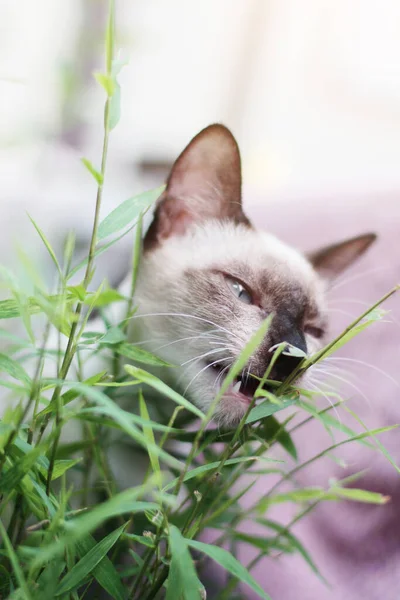 Siamese Gato Desfrutar Comer Vidro Jardim — Fotografia de Stock