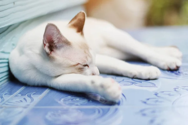 Gattino Gatto Bianco Che Dorme Sul Pavimento Con Luce Del — Foto Stock