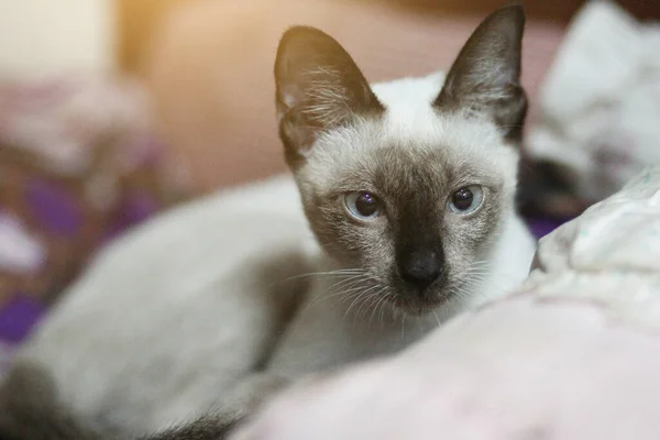 Siamese Gato Sentado Desfrutar Almofadas Coloridas — Fotografia de Stock