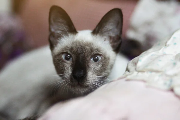 Сиамская Кошка Сидящая Наслаждающаяся Красочными Cushions — стоковое фото