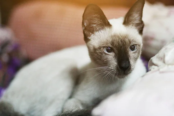 Сиамская Кошка Сидящая Наслаждающаяся Красочными Cushions — стоковое фото