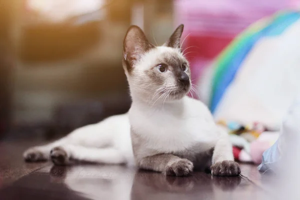 Siamesische Katze Sitzt Und Genießt Auf Holzboden — Stockfoto