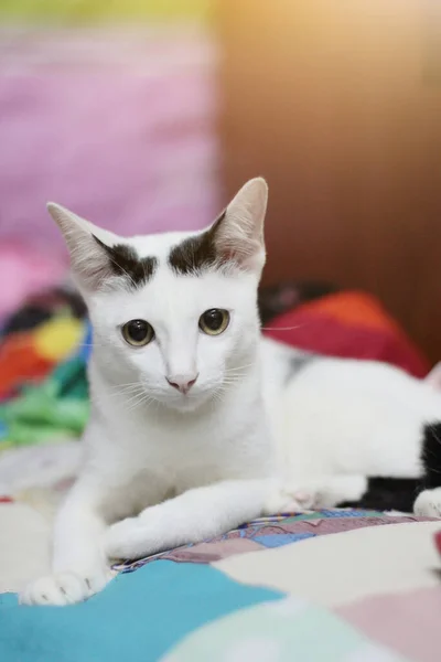 小猫白猫坐在色彩艳丽的Cushions上享受阳光 — 图库照片