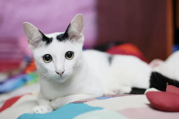 Kätzchen Weiße Katze Sitzt Und Genießt Auf Bunten Kissen Mit — Stockfoto